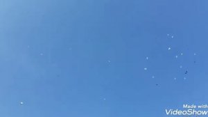 Утренний гон голубей Ильченко Романа в Пятигорске!