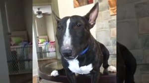 Самые странные звуки!