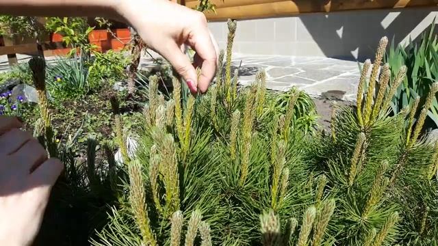 Чтобы сосна была еще пышнее делаю это каждый год. Делюсь своим опытом формирования сосны горной