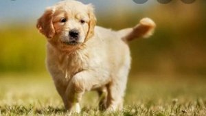 Я хочу найти ту самую собаку 🐶