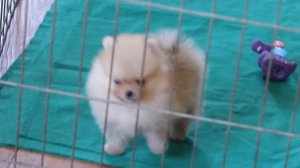 pomeranian puppy -  satspitz. jimdo. com,купить щенка померанского шпица