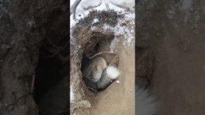 собачья жизнь 2