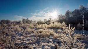 Что будет с листопадным деревом, если его занести домой