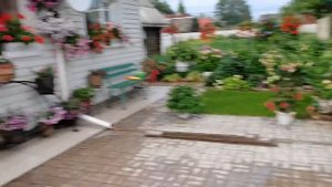 Красивых цветов ПЕТУНИИ наверное уже не будет в этом году