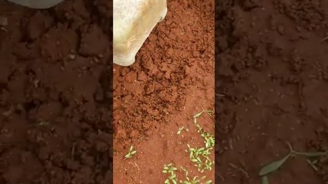 renu garden harvest смотреть онлайн