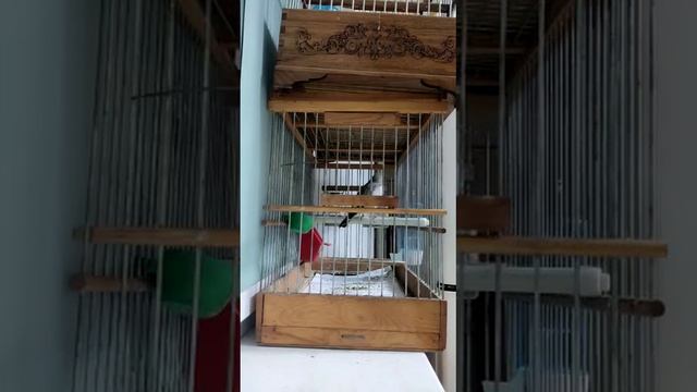 седоголовый щегол-Сверчок смотреть онлайн