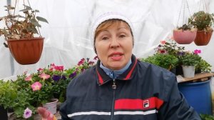 Не делайте это с ПЕТУНИЕЙ! Избегаем четыре ошибки в уходе за Петунией