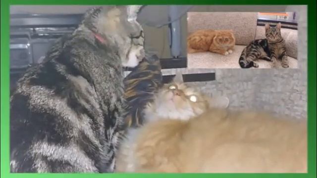 Кошачьи нежности под аккорды
