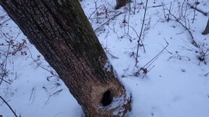 Охота с Подхода в Декабре.\\ И такое тоже бывает....