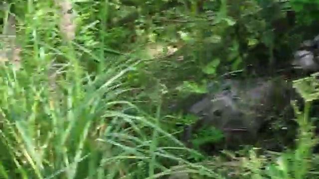 Бобровая запруда поездка на участок  переезд в деревню