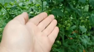 Срочно сделайте это с томатами. Иначе можно и без урожая остаться