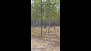 Гигантский волк напал на собаку