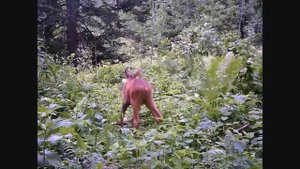 Подсматриваем за Тайгой.Лоси.