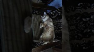 Осенняя апатия у кота Васи.
