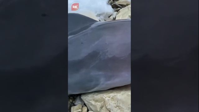 В Черном море произошел массовый выброс дельфинов. Очевидцы обнаружили восемь мертвых азовок.