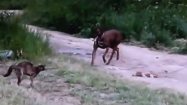 Кошка защищает дом и прогоняет собаку! Еле успела ноги унести...