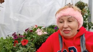 ПЕТУНИЯ когда же ответы на все вопросы по выращиванию ?