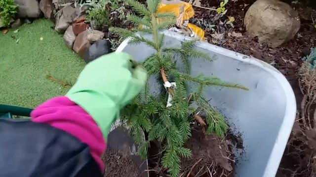 Посадка хвойных осенью!Как не совершить четыре распространенные ошибки при посадке?