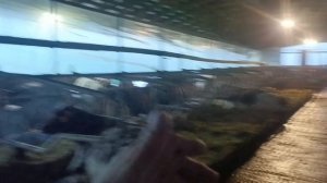 Размеры коровника - общие подходы