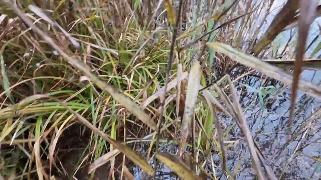 Ловля Щуки на ВОБЛЕРЫ ОСЕНЬЮ! Рыбалка на СПИННИНГ! Спиннинг в ОКТЯБРЕ! смотреть онлайн