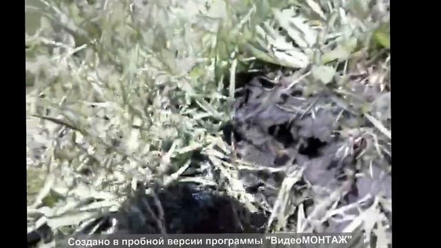 Пастьба коров день 2 смотреть онлайн