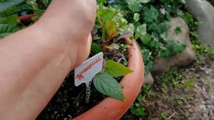 Огород, без сорняков и копать не надо! Идея для маленьких садов