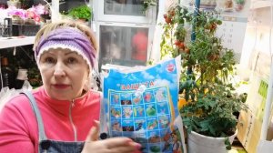 Томаты выращиваю зимой.Пересадка Батяни и Любаши в грунт с хищниками
