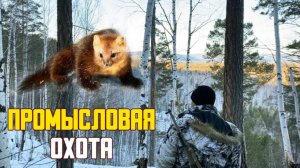 Промысловая охота. Охота на соболя в сибири. Охота с собакой, по следам лосей.
