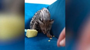 Котенок саванна с большими ушами и добрыми глазами. Savannah kitten with big ears and kind eyes.