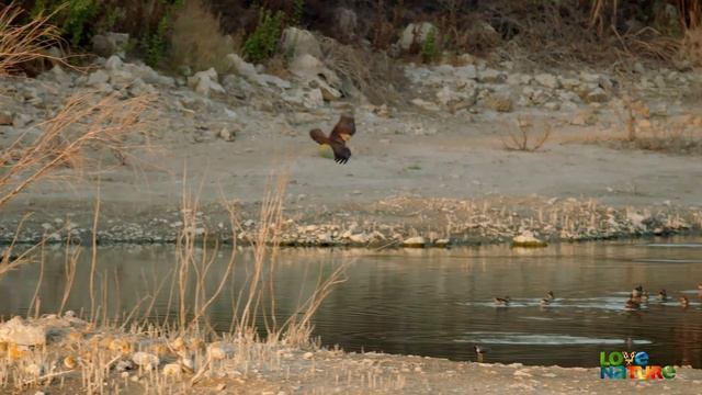 Ducks Dive Underwater to Escape Hawk Attack | Love Nature