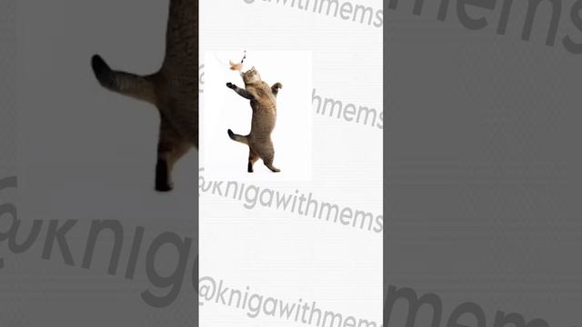 Stock png cat dance #meme #stock #png #мем #кот #cat #пробуюновое смотреть онлайн