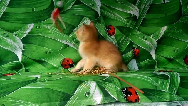 Британские котята,серебристые шиншиллы.