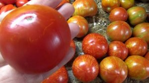 Томаты Красная зебра собираю ведрами! Очень урожайный! Обзор и дегустация.