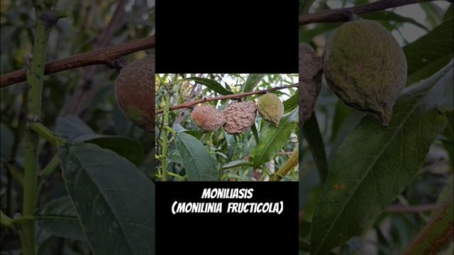 Enfermemix! plants nature peach botrytis rust