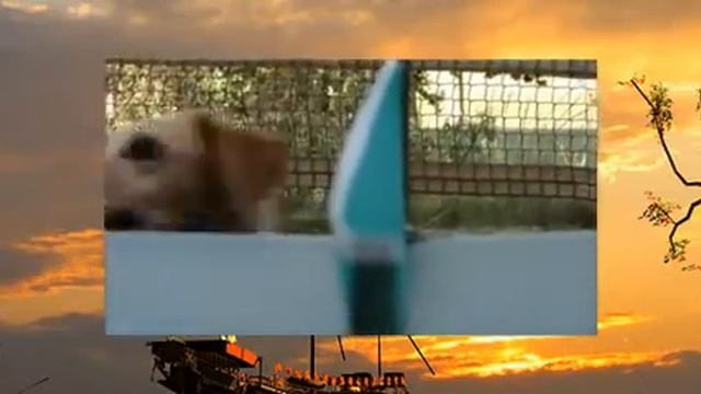 Смешные собаки, часть 2 смотреть онлайн