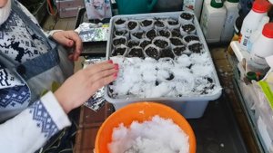 Начала посевы марта. Хрустальный дворец и все фонтаны лобелий посеяны. Способ проверенный