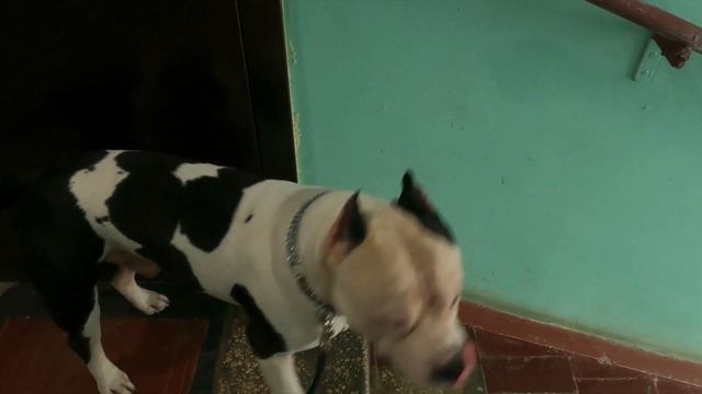 Как правильно выводить на прогулку амстаффа/или Танк рвется в бой смотреть онлайн