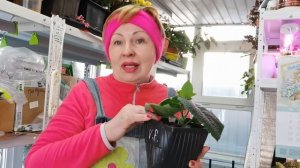 Сорта огурцов для зимнего огорода выбрала правильные. Рванули в рост