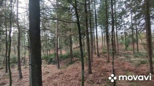 Германия, прогулка по лесу, город Фленсбург