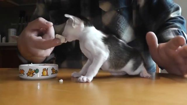 Ориентальный котёнок учится есть / Oriental kitten learning to eat