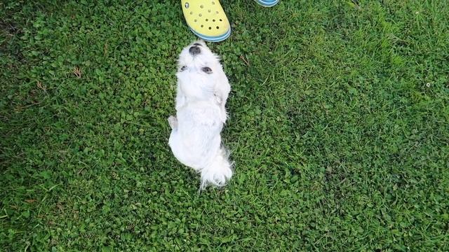 влог: Дрессируем нашу собаку смотреть онлайн