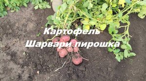 Картофель Шарвари пирошка.