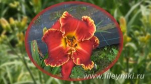 Лилейник Селекция  BECKY KILKO MEMORIAL х _ 12209 №20291