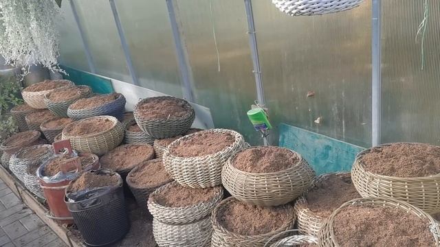 Нервных прошу не смотреть. Сделали самое трудное дело. Душа моя успокоилась. Удобрение как подарок