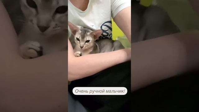 Абиссинский мальчик Ягмур