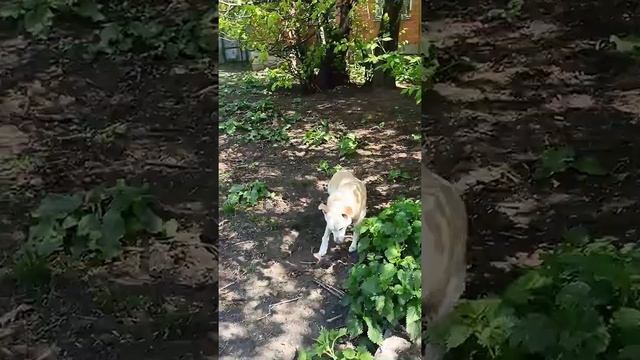 Таких в приюте тысячи. Рассказ об одной собачке и роли волонтера в приюте