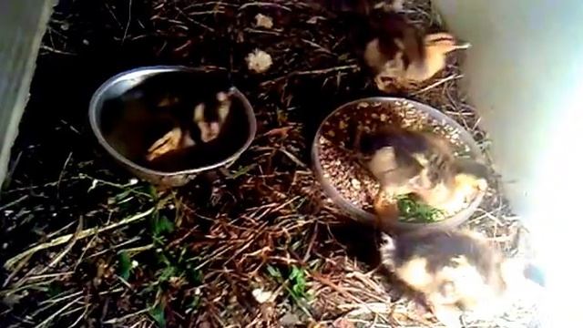 Утята смотреть онлайн