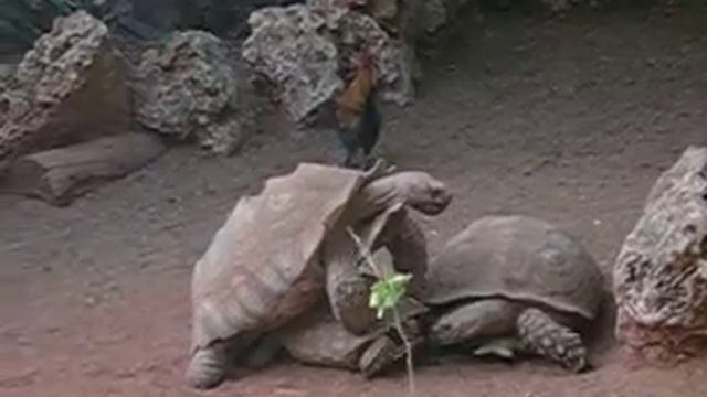 Шпороносная черепаха смотреть онлайн