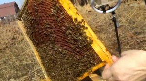 Матка пропала весной. Нет матки, что делать?