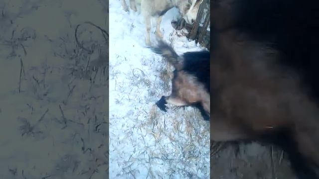 КЛИМ И ДЖЕТА ПОКРЫТИЯ КОЗЫ С КОЗЛОМ!!! смотреть онлайн